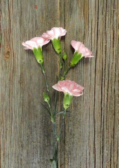 PINK MINI CARNATIONS